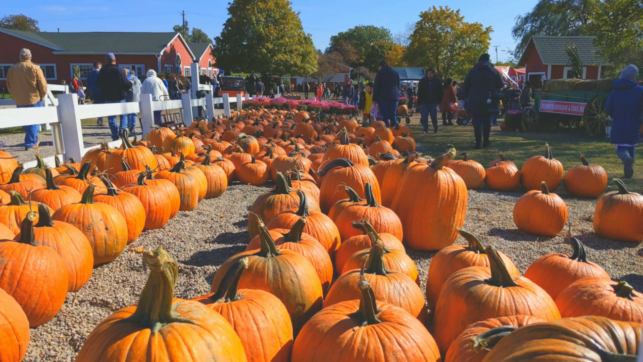 Children & families picking pumpkins at a farm for Halloween