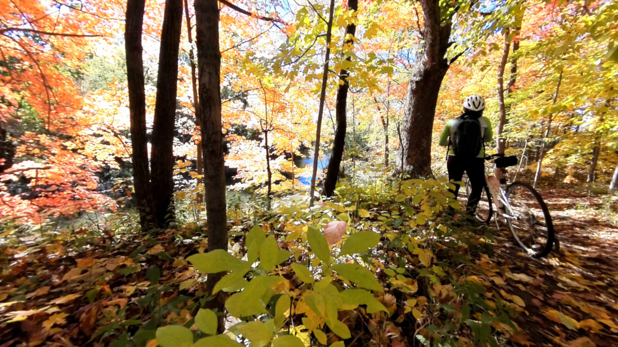 Lady with bicycle pauses on forest trail to photograph peak fall colors
