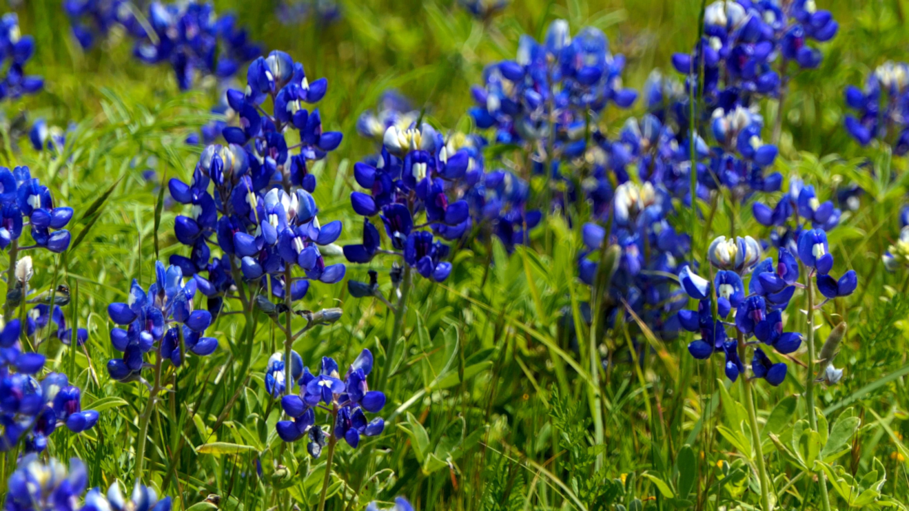 Close-up of Texas State Flower - Bluebonnets at prime time, Spring, 2020