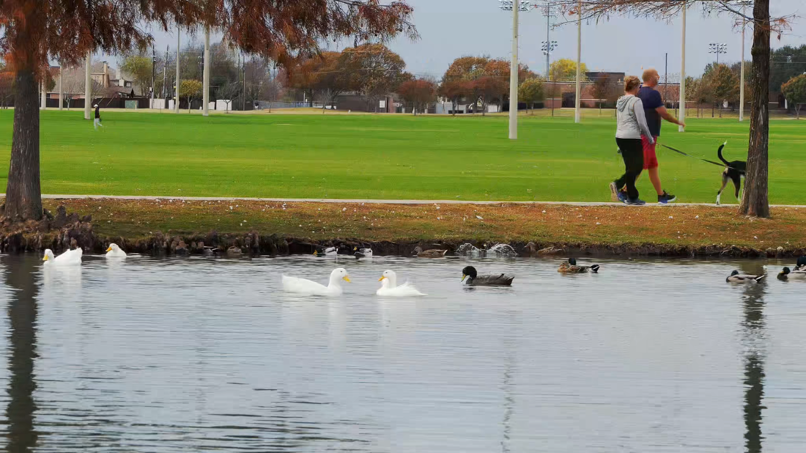 Cinemagraph Of A Strolling Couple And Dog Who Seem To Exist Only Between Trees Video