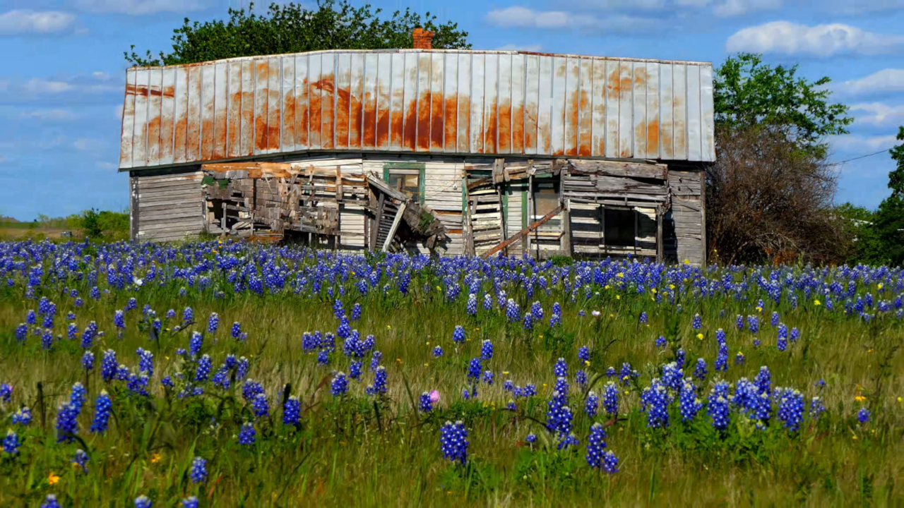 Zoom out from full screen closeup of old farmhouse falling down in flower field