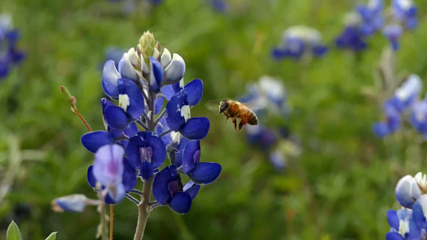 Super slow-mo closeup of honeybee collecting pollen from flowering bluebonnets