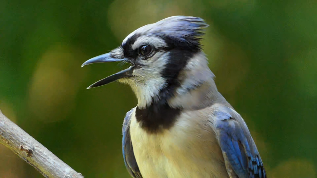 Slow-motion extreme close-up of blue jay's head with open beak and raised crest