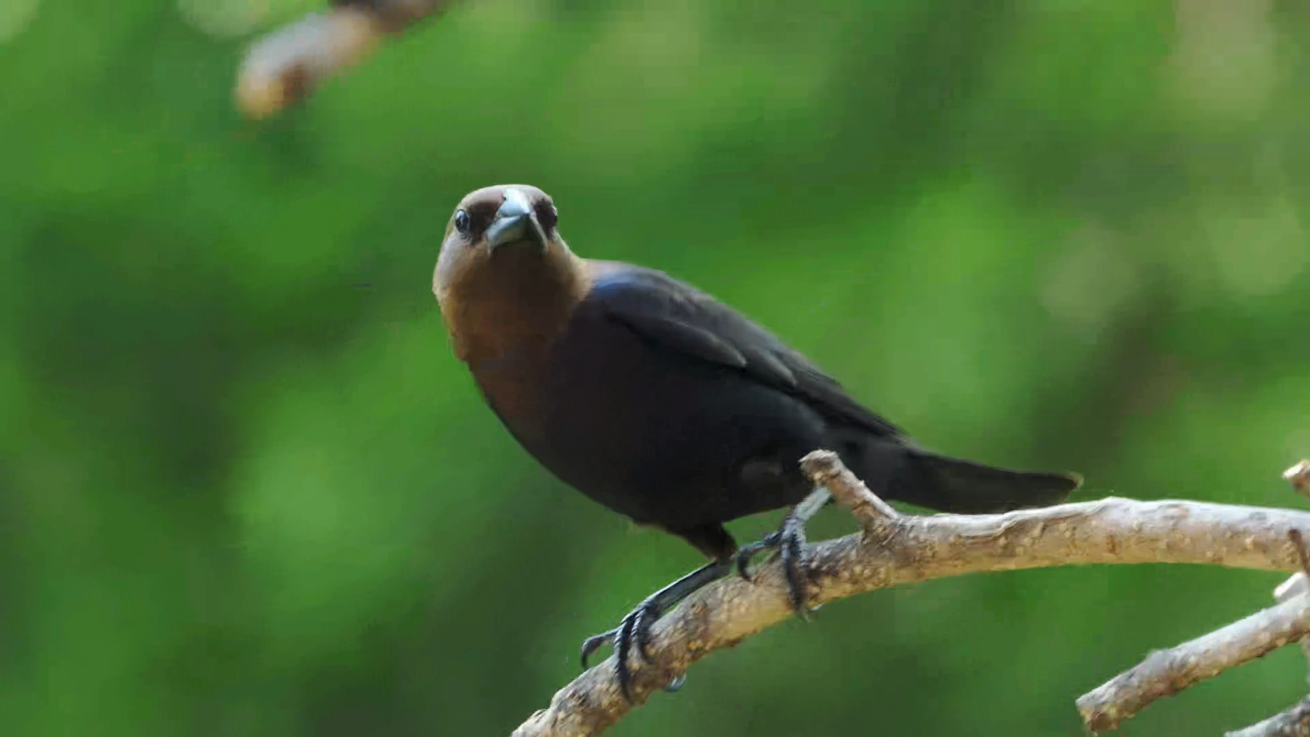 Extreme close-up of a male cowbird on a branch with a green bokeh background