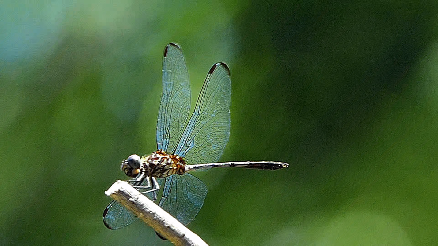 Dragonfly's wings shimmer in the sun. It takes off and returns with a meal.