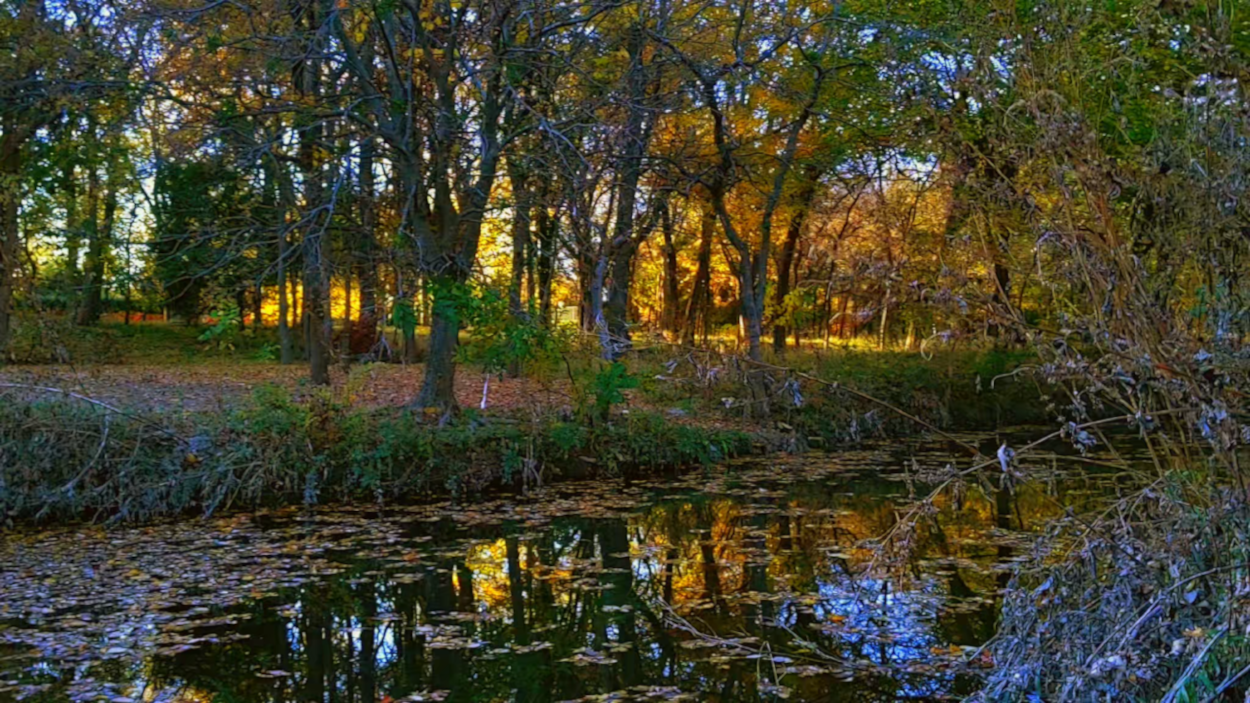 Low-level tracking shot skimming reflective stream with lots of autumn leaves
