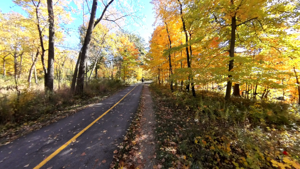 Couple on park path in bright sun pausing to look at trees in vivid fall colors